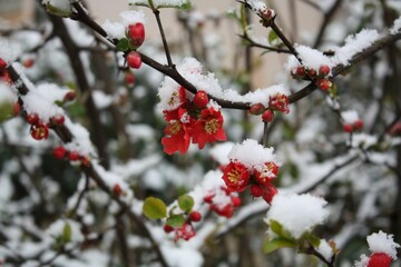 snow on flowers