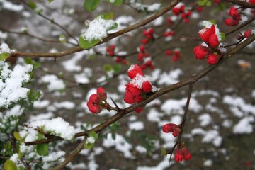 snow on flowers