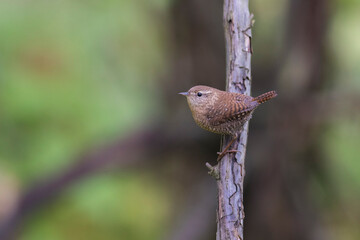 winter wren (Troglodytes hiemalis) in autumn