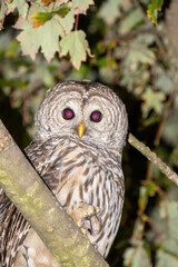 アメリカフクロウが枝に留まる様子　　バンクーバー　ブリティッシュコロンビア　カナダ
