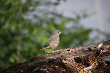 Bird