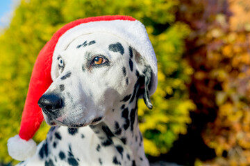 Dalmatian dog in a Santa hat. Dalmatian with heterochromia of the eyes. Outdoor portrait of a purebred dog. A dog with a mottled color. Merry Christmas and Happy New Year. Space for text. Selective