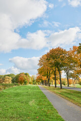 Landscape with an avenue and colorful autumn trees in the surrounding region of Berlin.