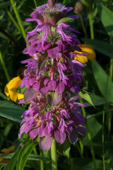 flowers in the garden