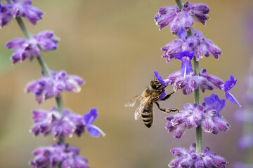 Bienen an einer Lavendelblüte