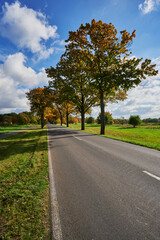 Fototapeta na wymiar Landscape with an avenue and colorful autumn trees in the surrounding region of Berlin.