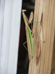 Praying Mantis Blending 