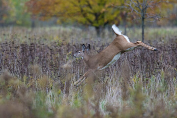 Obraz na płótnie Canvas white-tailed deer (Odocoileus virginianus) running in autumn