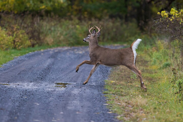 white-tailed deer (Odocoileus virginianus) running in autumn