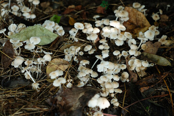 small mushroom