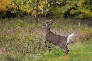 white-tailed deer (Odocoileus virginianus) running in autumn