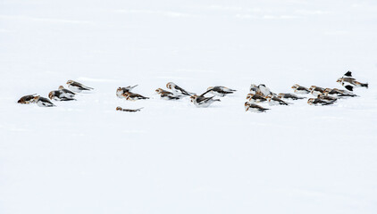 Snow buntings basking in the snow