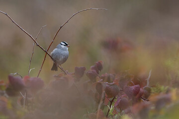 The white-crowned sparrow (Zonotrichia leucophrys)