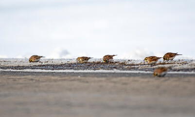 small birds picking gravel