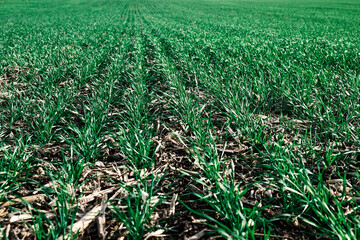 Pattern of winter crops. Filled frame with green grass.