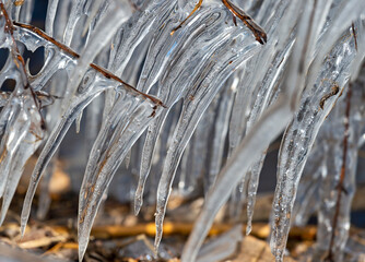icicles on a branch