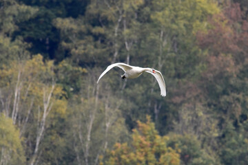 Schwan während des Fluges
