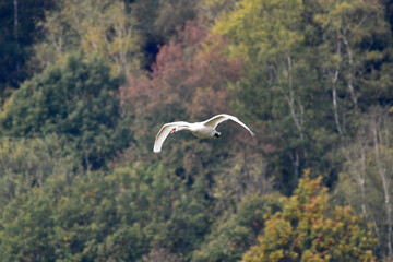 Schwan w&auml;hrend des Fluges