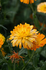 Calendulas in Bloom