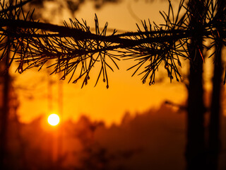 Raindrops on pine needles in the sunlight at sunset, in a beautiful and picturesque forest.