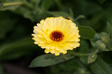 Calendulas in Bloom