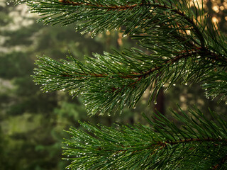 Fototapeta na wymiar Raindrops on pine needles in the sunlight at sunset, in a beautiful and picturesque forest.