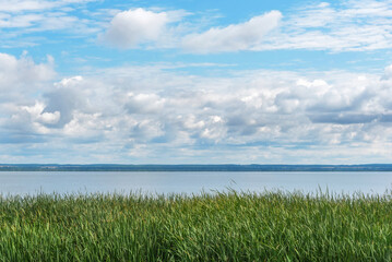 Green reeds bushes grow on bank of large tranquil lake with azure water under picturesque blue sky with fluffy white clouds on lazy summer day.