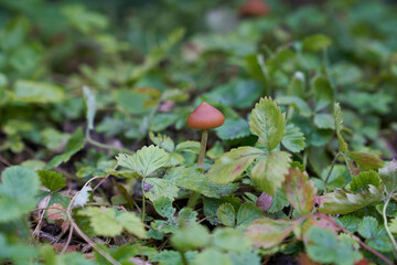 wild growing Psilocybe cyanescens, one of the strongest psilocybin-containing magic mushrooms in the undergrowth of the forest
