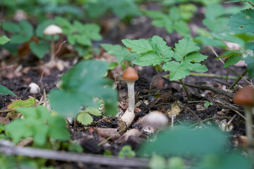 wild growing Psilocybe cyanescens, one of the strongest psilocybin-containing magic mushrooms in the undergrowth of the forest