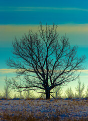 One lonely tree in winter