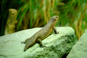 Side view of a Stokes's skink (Egernia stokesii) aka the gidgee skink, the gidgee spiny-tailed skink, the silubosaure, and Stokes' egernia.