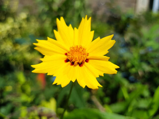 large-flowered tickseed (in german Großblumiges Mädchenauge) Coreopsis grandiflora