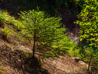 A young growing sapling of a fir tree on a hillside on a sunny day.