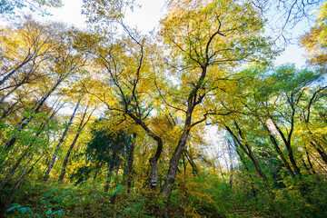 Beautiful autumn landscape in Vanadzor's botanical garden