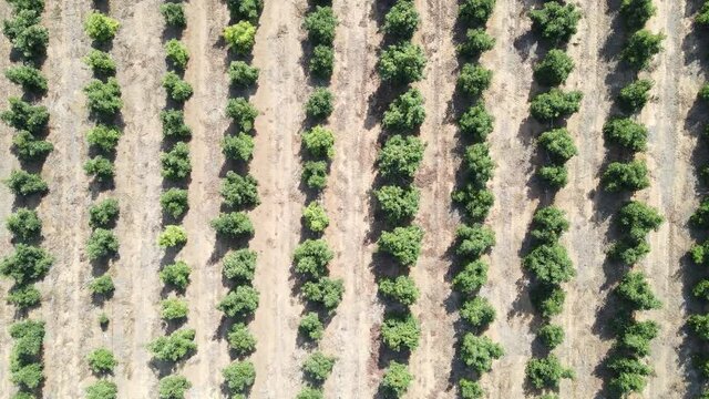 Large Avocado plantation with young trees orchard, green avocado tree before harvesting, Aerial footage top done, abstract view 
