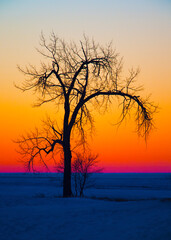 Fototapeta na wymiar tree silhouette and sunset
