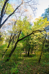 Fototapeta premium Beautiful autumn landscape in Vanadzor's botanical garden