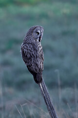 Great grey owl (Strix nebulosa)