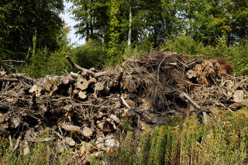 Naturschutz und Renaturierung des Waldes mit Totholzhecke aus Gehölzschnitt als Lebensraum für Vögel, Kleinsäuger und Insekten - Stockfoto