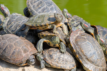 red-eared turtles basking in the sun