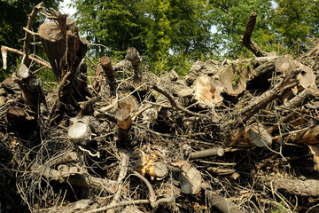 Naturschutz und Renaturierung des Waldes mit Totholzhecke aus Gehölzschnitt als Lebensraum für Vögel, Kleinsäuger und Insekten - Stockfoto