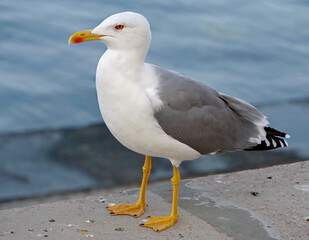 portrait of sea gull