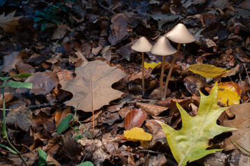 3 Pilze sprießen aus dem mit Laub bedeckten Waldboden