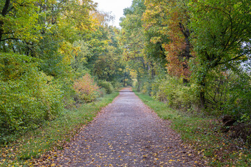 Fototapeta na wymiar Langer Waldweg mit herbstlichen Farben