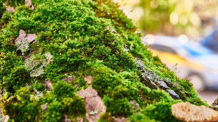 green moss on the trunk of a tree. color