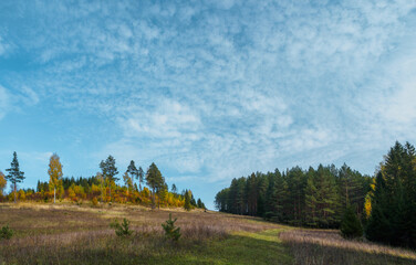 Fototapeta na wymiar Pine trees grow on the top of the hill, autumn is in bright colors, pine trees are always green