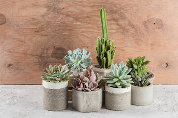 collection of succulents on a light colored table, close-up image