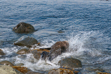 Northern Fur Seal (Callorhinus ursinus) at hauling-out in St. George Island, Pribilof Islands, Alaska, USA