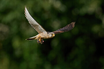 Common kestrel (Falco tinnunculus)