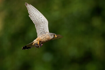 Fototapeta premium Common kestrel (Falco tinnunculus)
